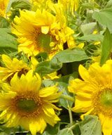 Sonnenblumen