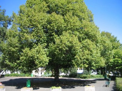 schattenspendender Baum
