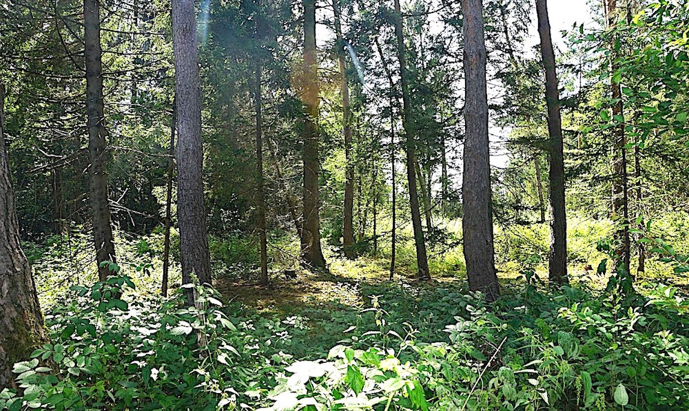 Waldbild Unterbrunner Holz (Foto: M.Pilgram)