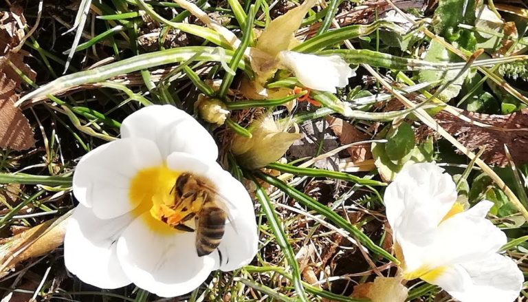 Bienenfutter am Gilchinger Friedenspfahl
