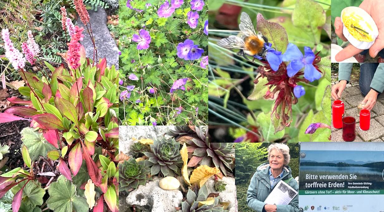 Foto-Collage mit Pflanzen und Impressionen vom Spaziergang